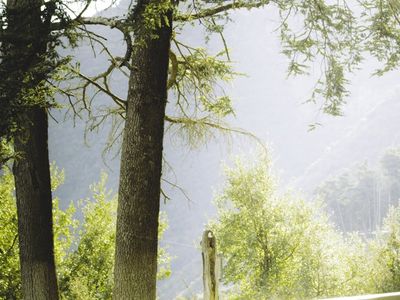 Green forest background for distant focus practice